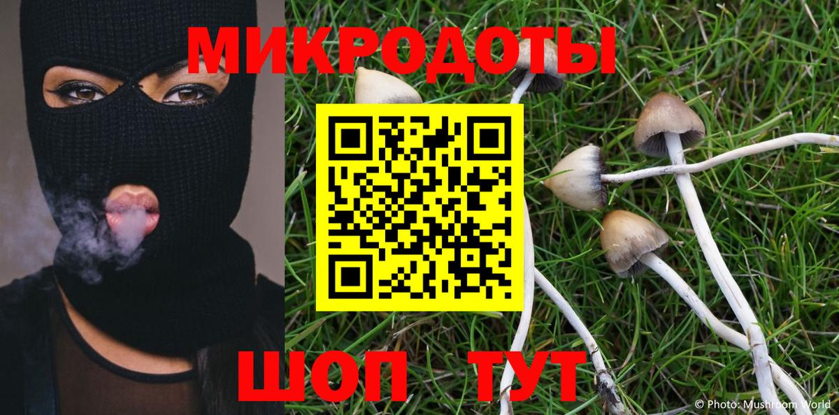 Псилоцибиновые грибы Psilocybe Майкоп